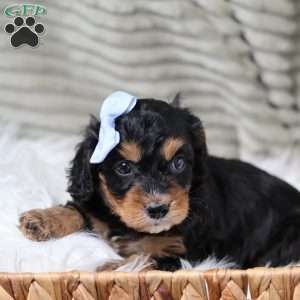 Rainbow, Cavapoo Puppy